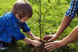 Северодончан призывают присоединиться к акции "Сквер за один день"