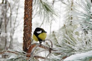 Метеоролог прогнозує холодний грудень в Україні: у східних областях погода буде по-справжньому зимовою