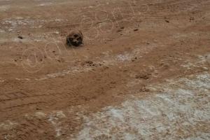 В России обледенелую дорогу посыпали песком с человеческими костями и черепами