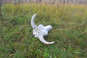 Причуды природы: В Чернобыле животные дичают - появляются новые гибриды