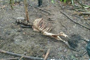 В Чернобыльской зоне неизвестные повесили коней Пржевальского: детали и фото скандала