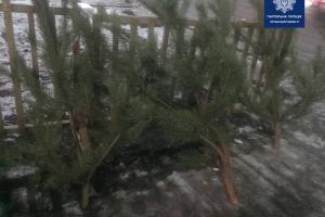 Срубил с целью продажи: В Северодонецке патрульные обнаружили незаконную торговлю елками