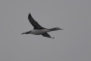 В Чернобыле впервые заметили редкую птицу: в чем ее особенность