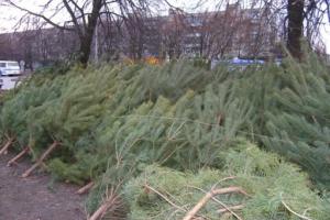 Елки из Чернобыля: Украинцев предупредили об опасности - как проверить елку на легальность