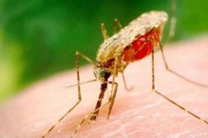 В Украине зафиксировали случай малярии: инфицированный умер