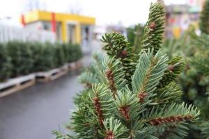 У Лисичанську визначили місця, де будуть продавати новорічні ялинки