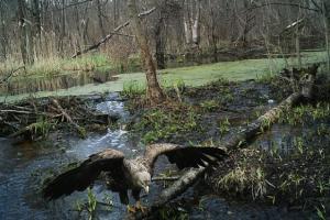 Дослідники виявили в Чорнобилі несподіваних мешканців (фото)