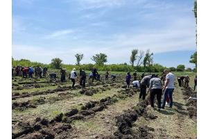 Военнослужащие и волонтеры высадили на Луганщине сосновую рощу