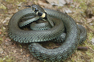 Неприятное соседство: В Лисичанске на улицах города все чаще встречают змей (видео)