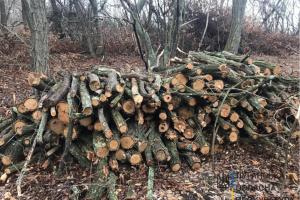 На Луганщині викрили службових осіб, які "під шумок" масштабних пожеж здійснювали незаконну порубку лісу