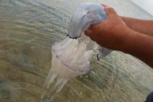 На пляжах Азовського моря придумали, як врятуватися від медуз: фото