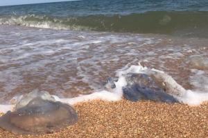 На Азовському морі триває катастрофа з медузами: у відпочивальників почалася інтоксикація