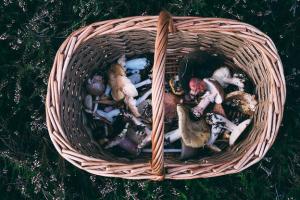 У Лисичанську померло двоє людей через отруєння грибами