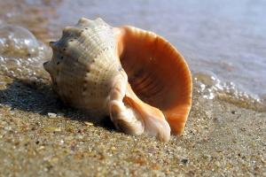 В Азовском море размножается существо, которое намного опаснее медуз