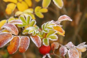 В Украину идут заморозки: где приморозит до минус 5