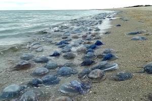Потужний шторм на Чорному морі змінив берегову лінію та викинув на пляжі тонни медуз