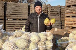 Українські фермери зацікавилися овочем, який може витіснити картоплю з наших городів