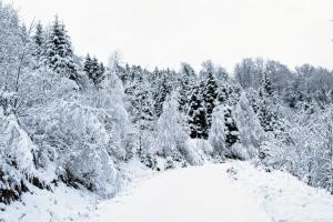 Крупный, дикий и не приручается: в карпатских лесах увидели редкого зверя
