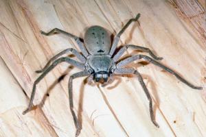 Это Австралия, детка: Огромный паук чуть не сорвал пресс-конференцию министра здравоохранения