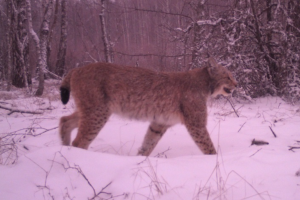 Українці дали імена чорнобильським рисям: фото