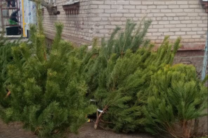 У Сєвєродонецьку патрульні виявили точку продажу нелегальних ялинок