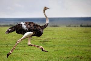 У Китаї 80 страусів влаштували забіг міськими вулицями: відео