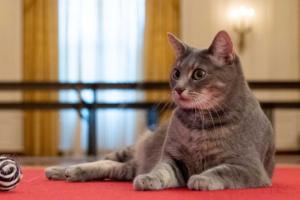 Президентський улюбленець: Байдени завели в Білому домі кішку