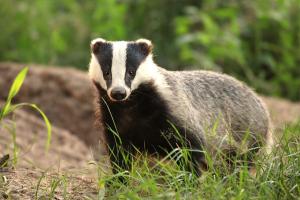 В Іспанії борсук розкопав скарби римської епохи