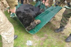 Під Лиманом волонтери врятували контуженого ведмедя