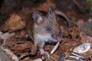Оккупированный Северодонецк атакуют полчища мышей - соцсети