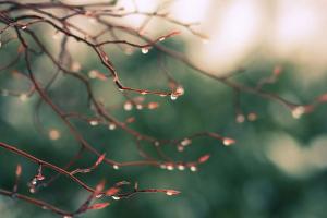 "Тепла не ожидается": Синоптик предупредила украинцев о возможном снеге, заморозках и дожде