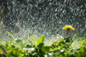 Летняя погода возвращается, но с дождями: В каких областях завтра ожидать осадков