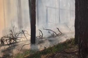 Біля Кремінної горять ліси - відео