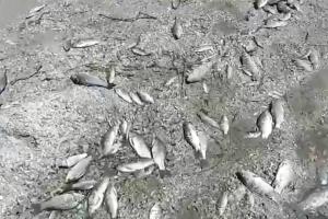 Из-за подрыва ГЭС начался массовой мор рыбы: О чем предупреждает МОЗ - видео