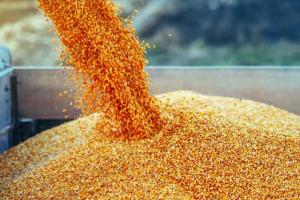 Єврокомісія продовжила заборону на імпорт українського зерна