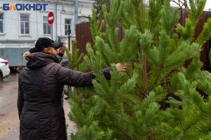 Відновлення святкового настрою за рахунок обдурених мешканців: скільки коштує ялинка у Лисичанську
