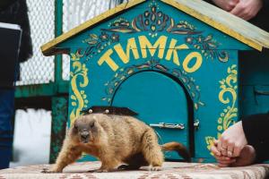 Що передбачив харківський бабак Тимко: чи варто очікувати ранню весну?