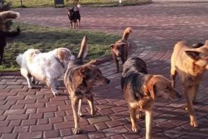 Оккупанты разбрасывают яд на Херсонщине: гибнут животные и птицы