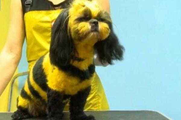 В российском Екатеринбурге работает салон по покраске животных В российском Екатеринбурге работает салон по покраске животных