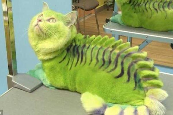 В российском Екатеринбурге работает салон по покраске животных В российском Екатеринбурге работает салон по покраске животных