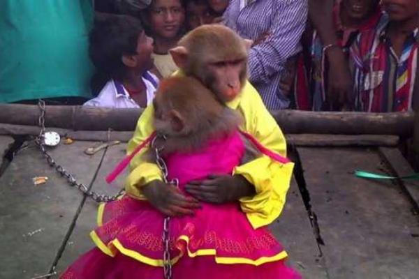 В Индии состоялась церемония бракосочетания обезьян В Индии состоялась церемония бракосочетания обезьян