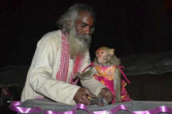 В Индии состоялась церемония бракосочетания обезьян В Индии состоялась церемония бракосочетания обезьян