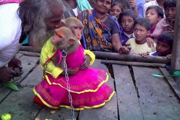 В Индии состоялась церемония бракосочетания обезьян В Индии состоялась церемония бракосочетания обезьян