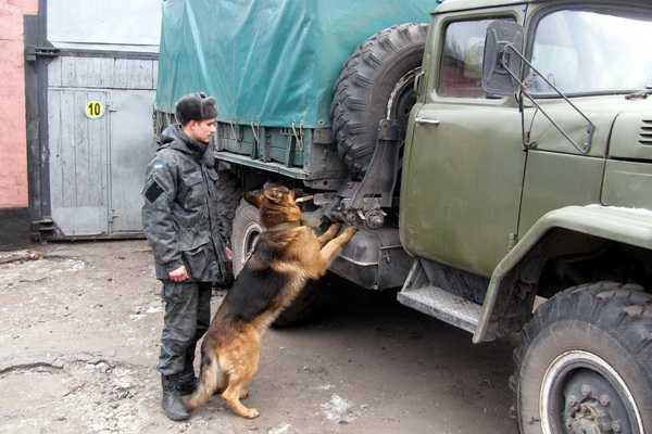 Кинологи со своими питомцами провели занятия и готовы выполнять задачи в зоне АТО Кинологи со своими питомцами провели занятия и готовы выполнять задачи в зоне АТО