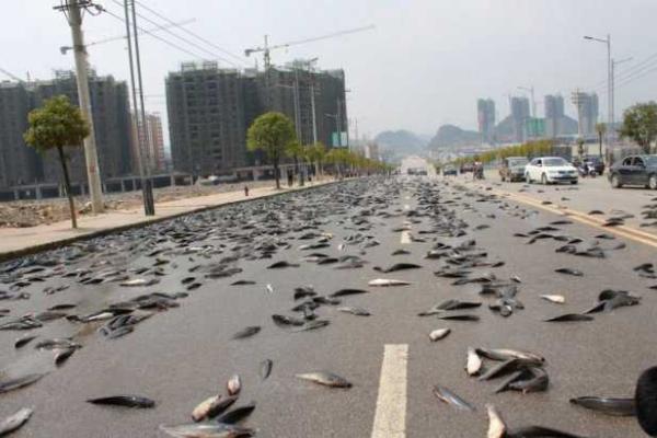 "Рыбное" ДТП на дороге в Китае "Рыбное" ДТП на дороге в Китае