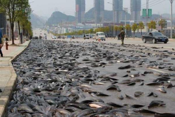 "Рыбное" ДТП на дороге в Китае "Рыбное" ДТП на дороге в Китае