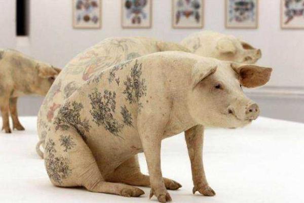 Для мастера тату из Бельгии моделями служат... свиньи