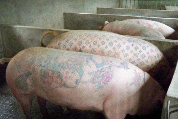 Для мастера тату из Бельгии моделями служат... свиньи