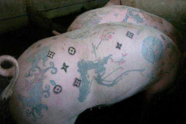 Для мастера тату из Бельгии моделями служат... свиньи