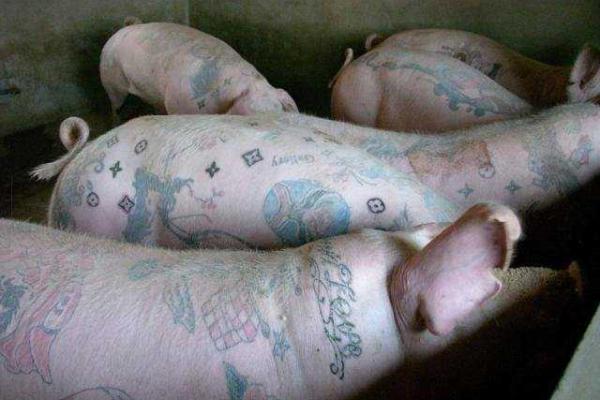 Для мастера тату из Бельгии моделями служат... свиньи